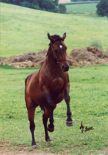 černý kůň